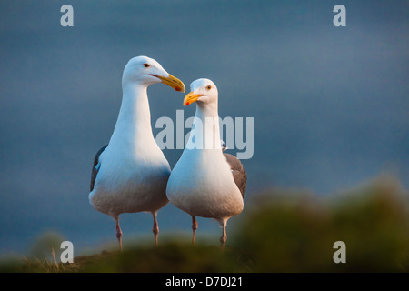 Western-Möwe (Larus Occidentalis) paar auf East Anacapa Island, Channel Islands Nationalpark, Kalifornien, USA Stockfoto