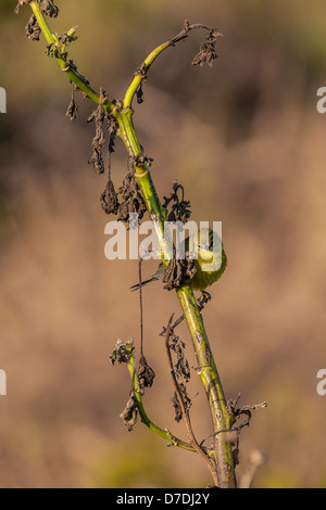 Orange-gekrönter Warbler (Oreothlypis Celata) männlich Futtersuche auf Anacapa Island, Channel Islands Nationalpark, Kalifornien, USA Stockfoto