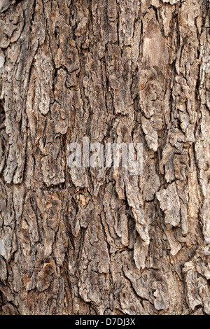 Makro-Ansicht der Rinde des Olivenbaums Stockfoto