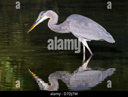 Great Blue Heron auf Teich mit schönen Reflexion. Stockfoto