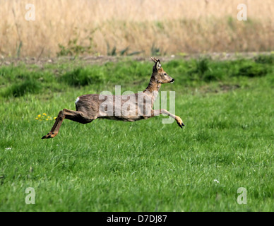 Junge männliche Bock Reh (Capreolus Capreolus) schnell auf der Flucht Stockfoto