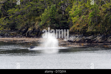 Ein Buckelwal (Impressionen Novaeangliae) Fütterung im seichten Wasser am Rand der Straße von Magellan. Stockfoto