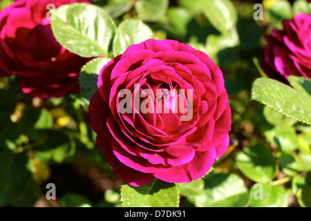 Twilight Zone Rose, Grandiflora, Carruth gepflanzt San Jose Municipal Rose Garden im Jahr 2013. Stockfoto