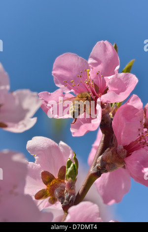 Nahaufnahme einer Biene bestäuben Bäume in Nektarine Obstgarten Stockfoto