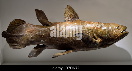 Quastenflosser (Latimeria Chalumnae) Exemplar im Display. Stockfoto