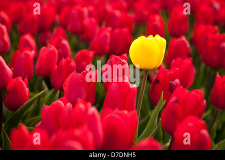 Einzelne gelbe Tulpe, kurz gefasst, umgeben von einem Feld von roten Tulpen Stockfoto