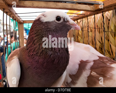 Tauben in Käfig Vogelmarkt von Antakya, Türkei Stockfoto