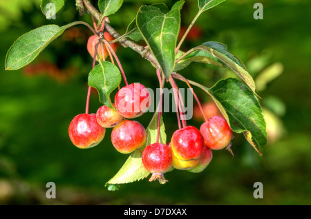 Holzäpfel auf einem Apple-Ast. Stockfoto