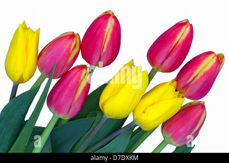 Helles Gelb und rosa Tulpen isoliert auf weiß. Stockfoto