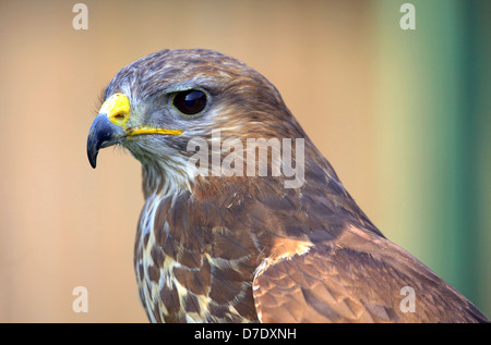 Ein Porträt von einem rot - angebundener Falke. Stockfoto