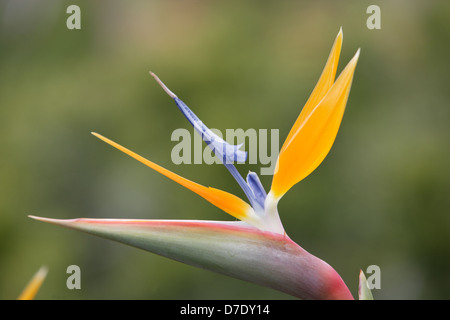 Strelitzia Reginae, bekannt als Kran Blume oder Bird Of Paradise Stockfoto