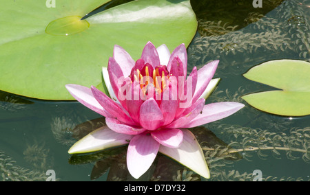 Lotus-Blüte in den Teich Lotus Blattgrün Natur. Stockfoto