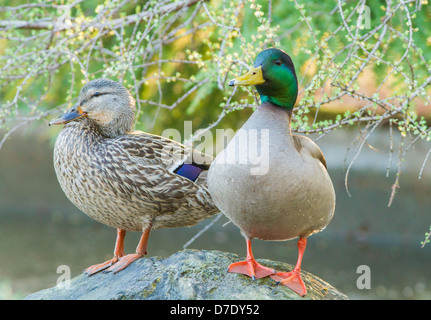 Bunten Stockenten-paar im Frühling Stockfoto