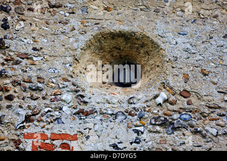 Ein Beispiel für eine sächsische Bullauge Fenster im Altarraum der Kirche von St. Andrew bei Framingham Earl, Norfolk, England, UK. Stockfoto