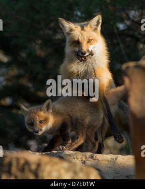 Rotfuchs weiblich mit Welpen spielen am Morgen Stockfoto