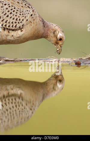 Weibliche Fasan (Phasianus colchicus) am Pool, Ackerland, West Yorkshire, UK Stockfoto