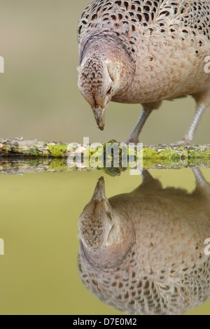 Weiblichen Fasan (Phasianus Colchicus) am Pool, Ackerland, West Yorkshire, Großbritannien Stockfoto