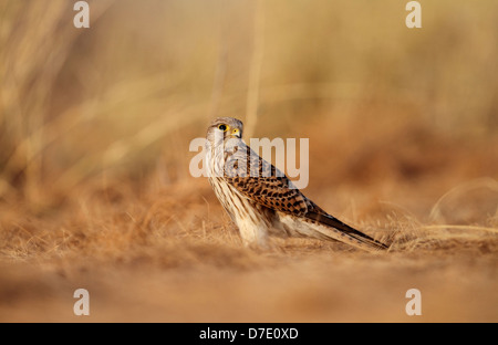 Gemeinsamen Kestrel Falco Tinnunculus in Taal Chhapar Wildlife Sanctuary, Churu, Rajasthan, Indien Stockfoto