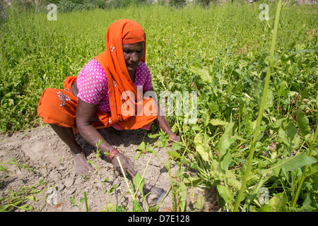 Frau Ernte Greens in Majnu ka Tilla, tibetische Flüchtlingslager Kolonie in Delhi, Indien Stockfoto