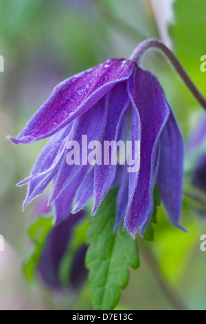 Clematis Macropetala Blume. Stockfoto