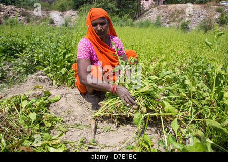 Frau Ernte Greens in Majnu ka Tilla, tibetische Flüchtlingslager Kolonie in Delhi, Indien Stockfoto