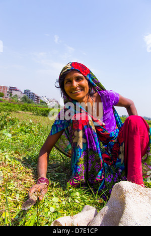 Frau Ernte Greens in Majnu ka Tilla, tibetische Flüchtlingslager Kolonie in Delhi, Indien Stockfoto