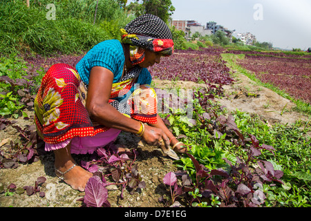 Frau Ernte Greens in Majnu ka Tilla, tibetische Flüchtlingslager Kolonie in Delhi, Indien Stockfoto