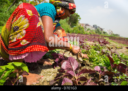 Frau Ernte Greens in Majnu ka Tilla, tibetische Flüchtlingslager Kolonie in Delhi, Indien Stockfoto