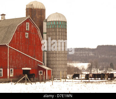 Rinderfarm im winter Stockfoto