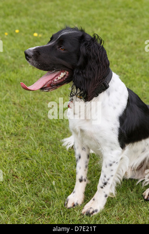 Eine müde schwarz-weiß English Springer Spaniel Hund sitzen auf dem Rasen mit einem rosa Zunge hing aus seiner offenen Mund Keuchen Stockfoto