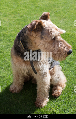 Eine ältere Airedale Terrier Hund, auf einer Wiese sitzen. Stockfoto