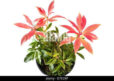 Pieris Japonica 'Forest Flame' Stockfoto