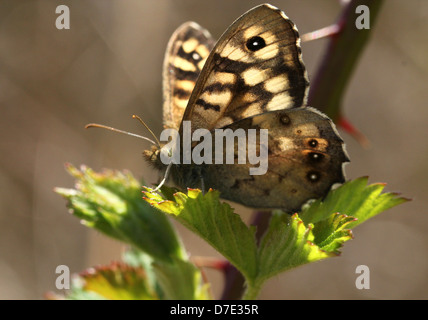 Detaillierte Makro Bild an einen gut getarnten gesprenkelten Holz Schmetterling (Pararge Aegeria) posiert auf einem Blatt Stockfoto