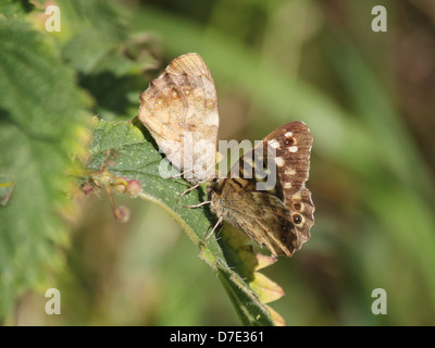 Detaillierte Makro Bild eine männliche und eine weibliche gesprenkelten Holz Schmetterling (Pararge Aegeria) posiert auf einem Blatt Stockfoto