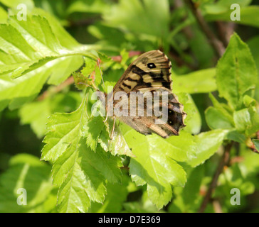 Detaillierte Makro Bild an einen gut getarnten gesprenkelten Holz Schmetterling (Pararge Aegeria) posiert auf einem Blatt Stockfoto