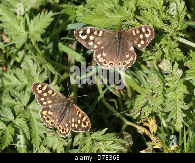 Detaillierte Makro Bild von zwei gut getarnte gesprenkelten Holz Schmetterlingen (Pararge Aegeria) posiert auf einem Blatt Stockfoto