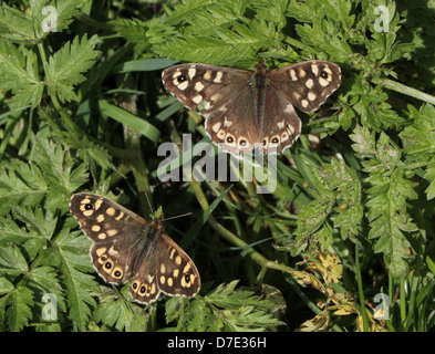 Detaillierte Makro Bild von einer gut getarnten gesprenkelten Holz Schmetterling (Pararge Aegeria) posiert auf einem Blatt Stockfoto