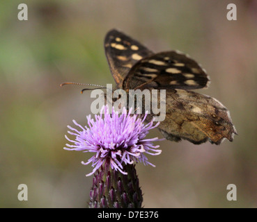 Detaillierte Makro Bild an einen gut getarnten gesprenkelten Holz Schmetterling (Pararge Aegeria) posiert auf einer Distel Stockfoto