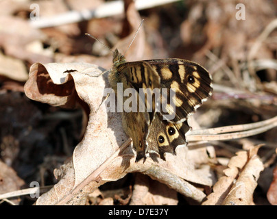 Detaillierte Makro Bild an einen gut getarnten weibliche gesprenkelten Holz Schmetterling (Pararge Aegeria) posiert auf dem Boden Stockfoto