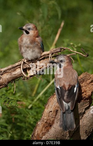 Zwei juvenile Europäische Eichelhäher (Garrulus Glandarius) auf Log im Sommer Stockfoto