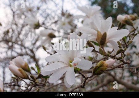 Sternmagnolie - Stern-Magnolie-01 Stockfoto