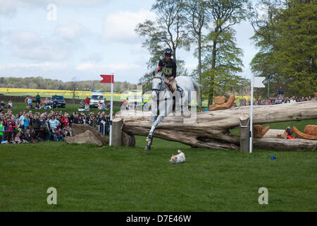 Badminton, UK, 5. Mai 2013. New Zealand Andrew Nicholson, Avebury, Reiten ist gelassen, wenn ein streunender Hund auf den Kurs in Cornelias Pfad während der Badminton Horse Trials Cross Country-Veranstaltung lief. Der Hund lief auf Hochtouren in die Landezone springen 5 am HorseQuest Steinbruch Sprung, seinen Vorsprung hinter ihm ziehen. Stockfoto