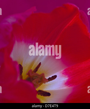 Tulpe Staubfäden Nahaufnahme Schuss Stockfoto