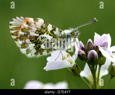 Detaillierte Makro Nahaufnahme eines männlichen Orange Tipp Schmetterlings (Anthocharis Cardamines) posiert auf einer Blume Stockfoto