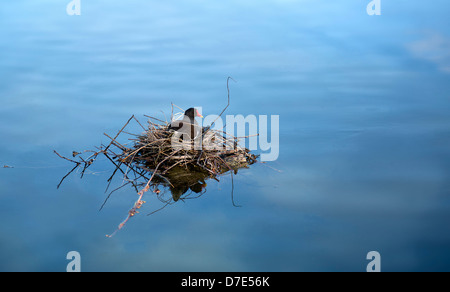 Gemeinsamen Gallinule auf ihrem nest Stockfoto