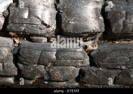 Holzkohle Hintergrund Stockfoto