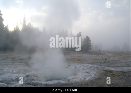 Dawn Ansicht, um Dampf Nebel Lodgepole Kiefern, Dampf steigt kochendes Wasser krampfhafte Geysir, Upper Geyser Basin, Yellowstone, USA Stockfoto
