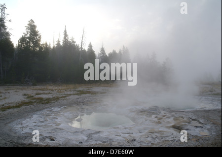 Am frühen Morgen Blick auf Lodgepole Kiefern, Dampf Nebel steigen zwei Heißwasserbrunnen krampfhafte Geysir, Upper Geyser Basin, Yellowstone Stockfoto