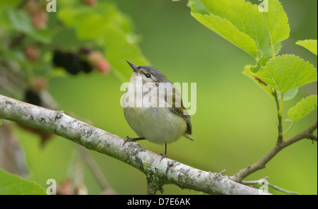 Eine männliche Tennessee Warbler (Vermivora Peregrina), High Island, Texas Stockfoto