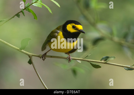 Eine männliche vermummte Laubsänger (Wilsonia Citrina) thront auf einem Ast, High Island, Texas Stockfoto